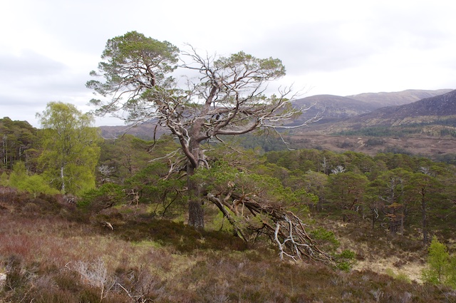 Schottland3 25