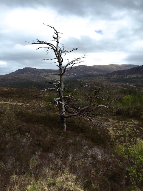 Schottland3 26