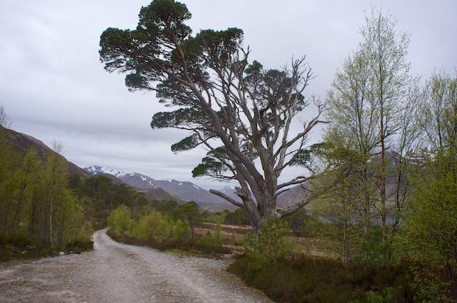 Schottland3 8