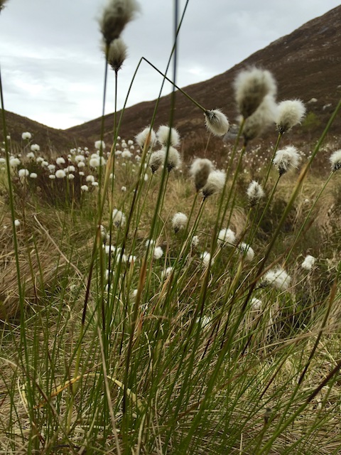 Schottland3 9