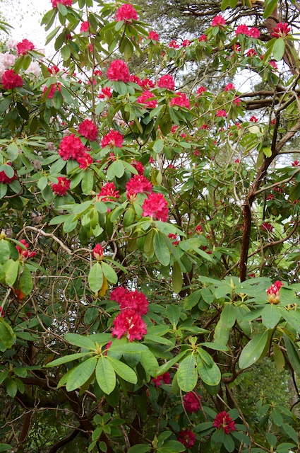 DSC03007