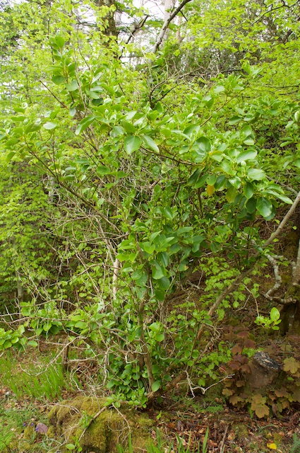 DSC03018
